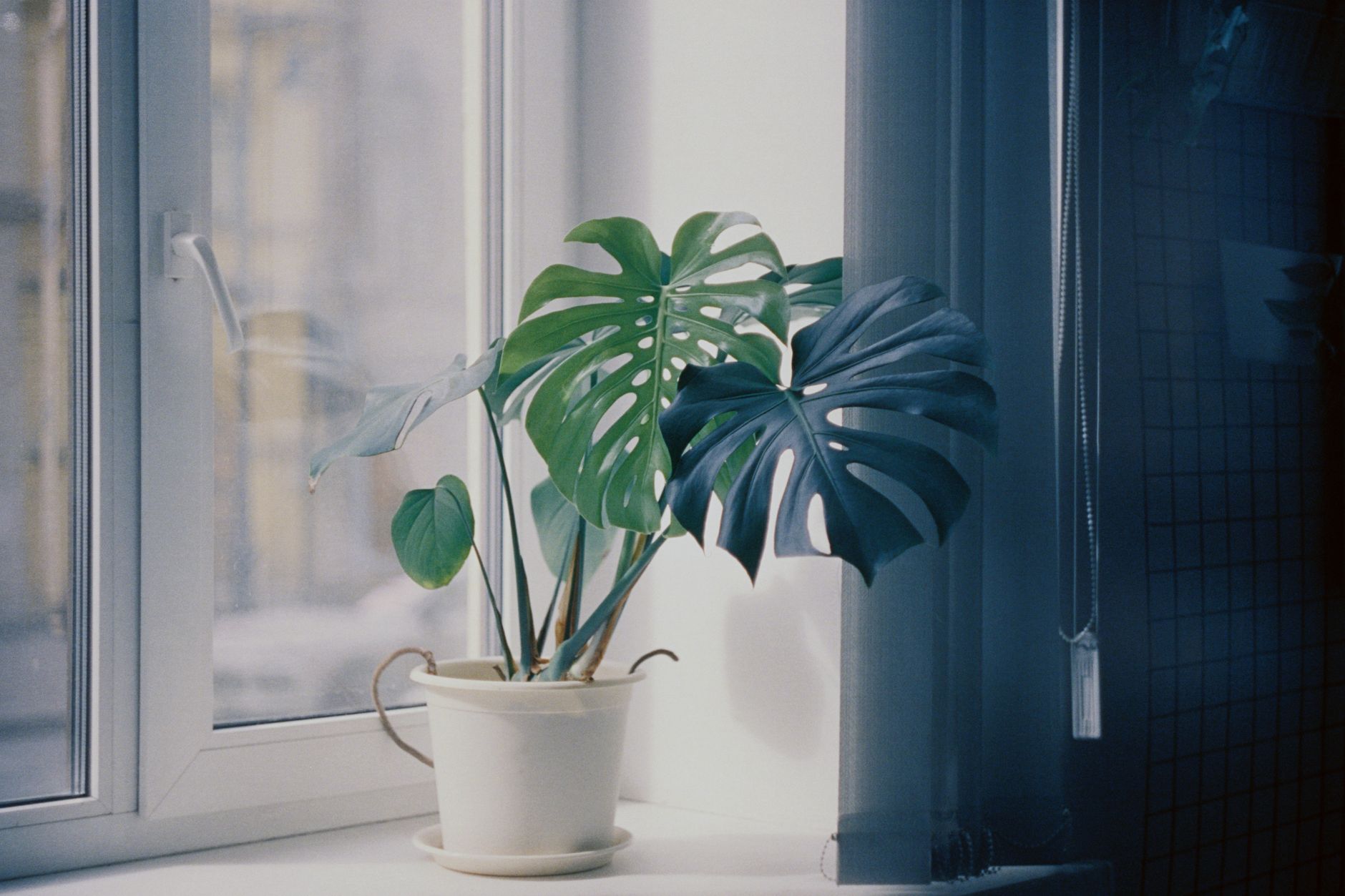 house plant on window sill
